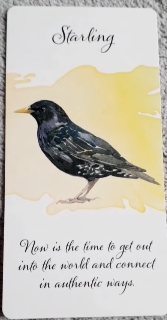 Divine Feather Messenger